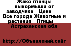 Жако птенцы выкормыши от заводчика › Цена ­ 1 - Все города Животные и растения » Птицы   . Астраханская обл.